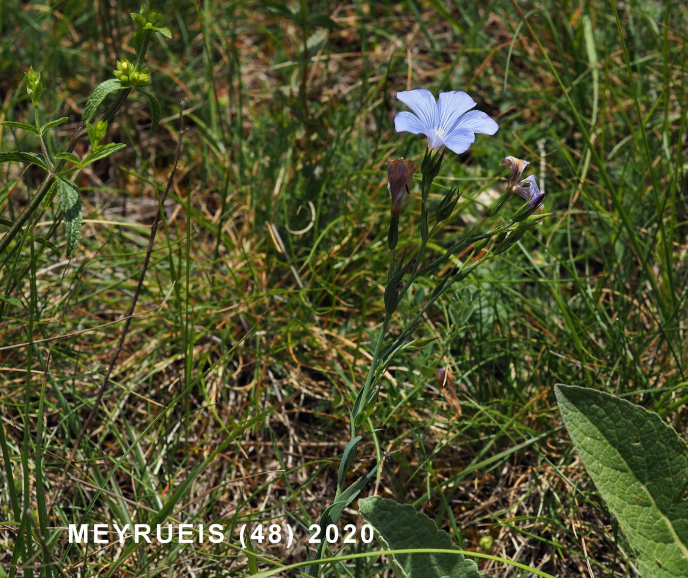 Flax, Beautiful plant